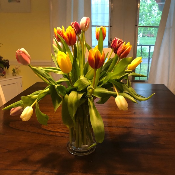 Meet your Posher, Dixie - Picture 1 of 1